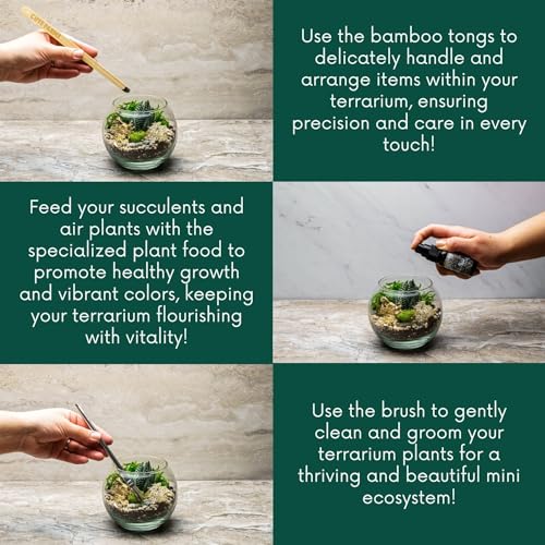 Terrarium Starter Kit | Moss, Vermiculite, Soil, Pebbles, Plant Food, Finishing Tools, Build and Care Guide | DIY Succulent Terrarium for Adults and Kids (Medium) - size: Medium Kit