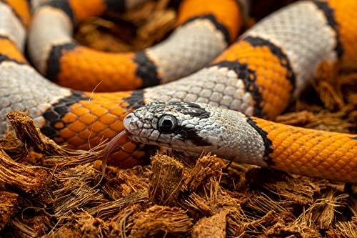 RediChip Reptile Bedding Loose Medium Coconut Chip Substrate 36 Quart Coco Husk Mulch for Snake and Gecko Habitat, Ball Python Terrarium, Lizard and Turtle Tanks, Tortoise Enclosure (2 Pk) - size: 36 Quart (2 Pack)