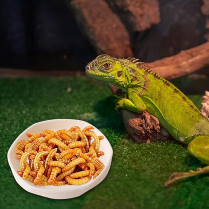 4 Pack Small Reptile Food Dish Bowl, Plastic Worm Water Dish Plate | Reptile Food Bowls for Lizard Gecko Bearded Dragon Chameleon 4" W x 4" D x 0.5" H, White and Grey - color: White and Grey
