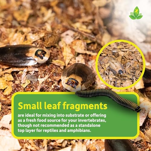 Josh's Frogs Compressed Natural Tropical Leaf Litter Brick, 500g | All-Natural Leaf Fragments for Isopods, Millipedes, Crabs, Detritivores