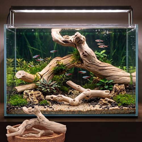 Natural Large Driftwood for Aquarium, 2 Pieces 10-12" and 16-20" King Root Branches for Reptile Bearded Dragon Lizard Gecko Climbing, Fish Tank Landscaping Decorations