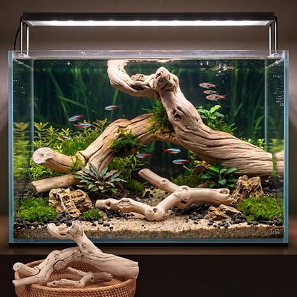 Natural Large Driftwood for Aquarium, 2 Pieces 10-12" and 16-20" King Root Branches for Reptile Bearded Dragon Lizard Gecko Climbing, Fish Tank Landscaping Decorations
