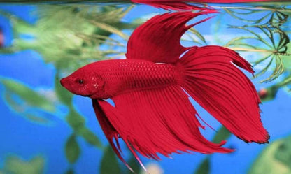 Tetra BettaSafe Water Conditioner for Betta Fish Tanks, 1.69 oz | Makes Tap Water Safe, Neutralizes Chlorine, Chloramines & Ammonia, Reduces Fish Stress, Works In Seconds, Use Monthly - size: 1.69-Ounce, 50-Ml