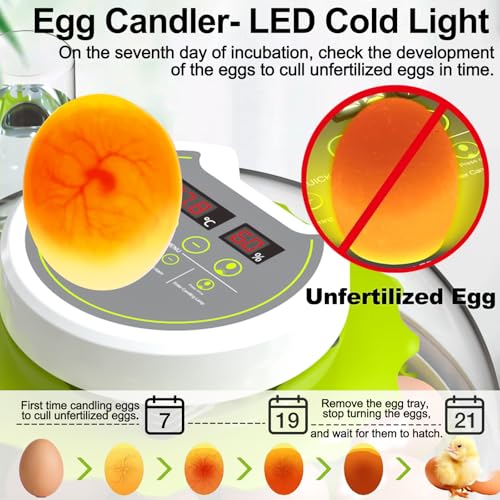 Egg Incubators for Hatching Eggs, 8/30 Chicken Egg Incubator with Automatic Egg Turning, Temperature Control & Humidity Display, Egg Candler, Home Use for Chicken, Duck, Quail - 2 Egg Trays Green - color: Green