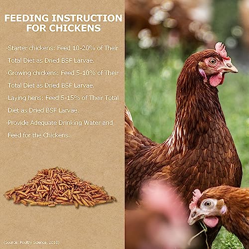 1LB Non-GMO Dried Black Soldier Fly Larvae for Chickens, Superior Calcium Boost, Better Than Dried Mealworms, Poultry Feed Ideal for Molting & Laying Hens, Wild Birds, Ducks | Top Grade BSF - size: 1 Pound (Pack of 1)