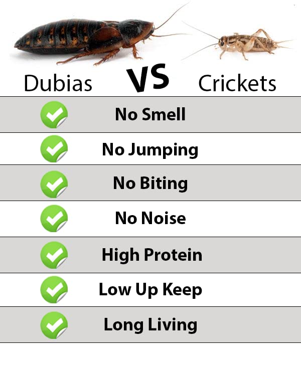 Dubia Roach Colony Starter Kit, 1Lb Organic Feeder Insect Gut Loading Chow, Water Crystals, 6 Egg Flats, for Breeding Insects, Cricket Alternative, for Bearded Dragons, Leopard Geckos, Reptiles