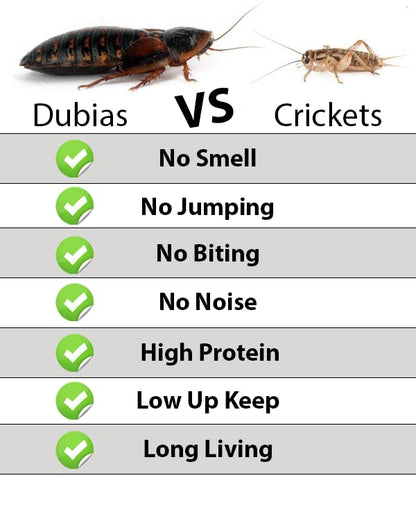 Dubia Roach Colony Starter Kit, 1Lb Organic Feeder Insect Gut Loading Chow, Water Crystals, 6 Egg Flats, for Breeding Insects, Cricket Alternative, for Bearded Dragons, Leopard Geckos, Reptiles