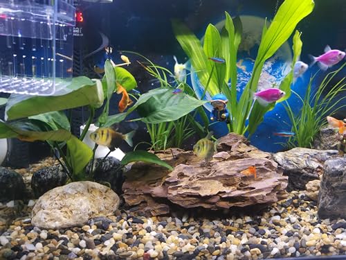 FANTIAN Pea Gravel for Landscaping, 10 lbs Aquarium Gravel Rocks, 1/4 Inch | Natural Polished Pebbles for Plants, Decorative Stones River Rocks for Succulent Soil Cover, Fish Tank, Vase, Outdoor Garden - size: 10 pounds, style: Natural