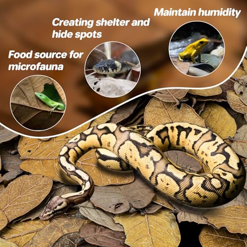MAQIHAN 11oz Oak Leaf Litter - Dry Substrate for Reptile Isopod & Bioactive | Whole Natural Oak Leaves for Terrarium, Forest Floor Habitat, Premium Enclosure Bedding for Snake, Frog, Gecko, Lizard - size: 11.3 OZ