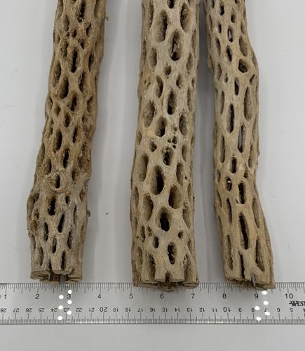 Awesome Aquatic XL Cholla Wood Tubes, Teddy Cane, 12" x up to 2" | XL Hideouts • Hollow tubes • Natural biofilm surface • Secure hideouts • Shrimp plecos hermit crabs reptiles • Natural décor - size: XL 12 in x up to 2 in Diameter