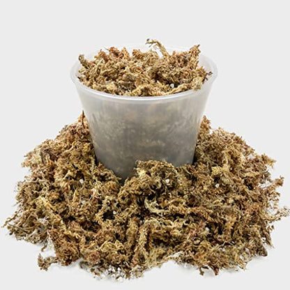 Sphagnum Moss Potting Mix for Carnivorous Plants, Moss and Perlite Blend for Potting Venus Fly Traps, Sarracenia, Pitcher Plants - 75% Sphagnum Moss + 25% Perlite - Made in USA - 2 Quart - size: 2 Quart Bag, style: Carnivorous Plant Soilless Mix