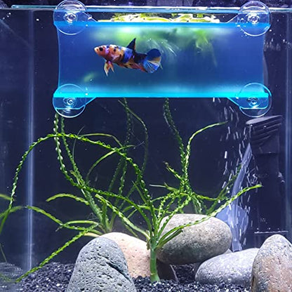 Brand Betta Tunnel (Translucent Aqua) - color: Translucent Aqua