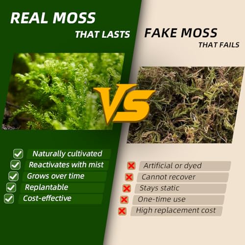 Live Moss – Brachythecium Moss (3 Sheets, Each Approx. 3.5"x7") for Terrariums, Moss Gardens, Plant Layouts & Natural Decor – Naturally Grown, Reusable, Not Artificial