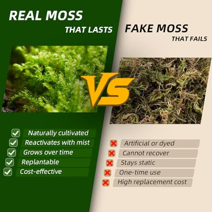 Live Moss – Brachythecium Moss (3 Sheets, Each Approx. 3.5"x7") for Terrariums, Moss Gardens, Plant Layouts & Natural Decor – Naturally Grown, Reusable, Not Artificial