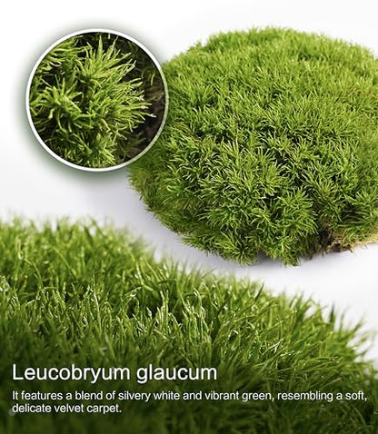 Live Leucobryum Moss 2-Pack 3.5x7in for Terrariums & Bonsai | Soft Cushion Texture, Easy to Shape, Natural Ground Cover, Orchid Displays, Miniature Landscapes, Plant Decor, Moss Art