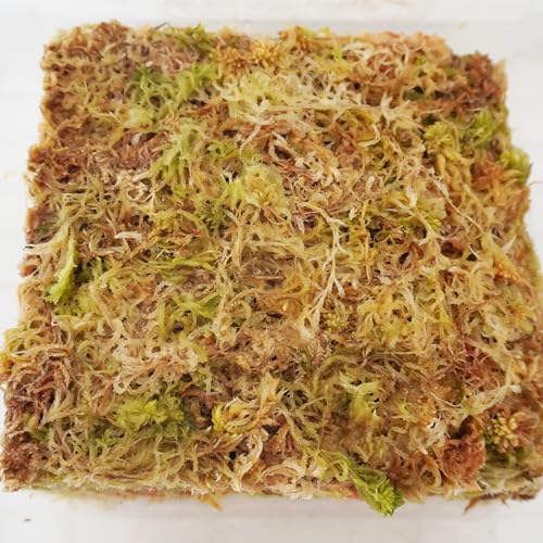 11 oz Sphagnum Moss for Plants, Carefully Selected Clean Sphagnum Mos for Rooting Plants - size: 11 oz