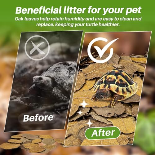 MAQIHAN 7 OZ Dry Oak Leaf Litter - Leaf Litter for Reptiles Oak Leaves for Isopods Live Substrate for Snakes, Frogs, Isopods, Terrarium Bedding | Whole Natural Oak Leaves for Terrarium, Forest Floor Habitat, Premium Enclosure Bedding for Snake, Frog, Geck