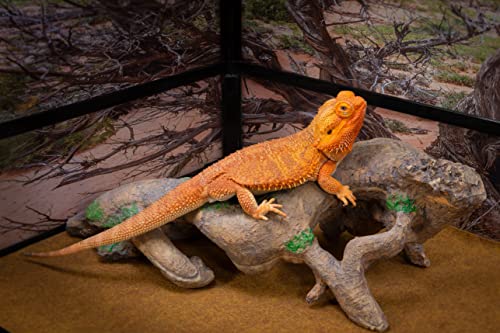 Gnarled Large Root, Brown, Reptile Habitat Accessory