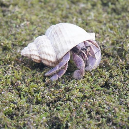 1lb Hermit Crabs Substrate, Ideal for Hermit Crab Supplies for Tank Habitat - size: 1lb