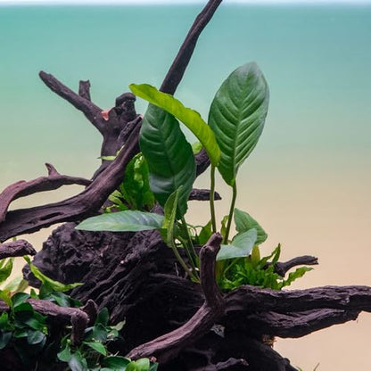 Anubias Live Aquarium Plants - Potted Freshwater Plant for Fish Tanks, Terrariums - Beginner Friendly Low Light (Heterophylla, 3 Pots) - color: Heterophylla, size: 3 Pots