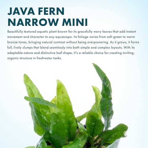 Java Fern Live Aquarium Plants - Potted Freshwater Plant for Fish Tanks - Beginner Friendly, Low Light (Narrow Mini, 1 Pot) - color: Narrow Mini, size: Pot - 1 Count