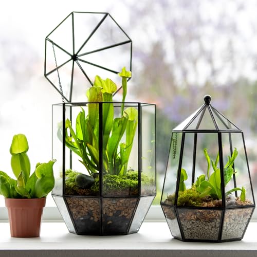 SuperMoss (90405) Glass Terrarium – Elegant Indoor Gardening Décor, Ideal Gifts for Plant Lovers, Modern Home & Office Decoration, 7.5” x 7.5” x 14”, Greenhouse