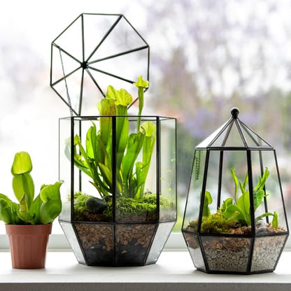 SuperMoss (90405) Glass Terrarium – Elegant Indoor Gardening Décor, Ideal Gifts for Plant Lovers, Modern Home & Office Decoration, 7.5” x 7.5” x 14”, Greenhouse