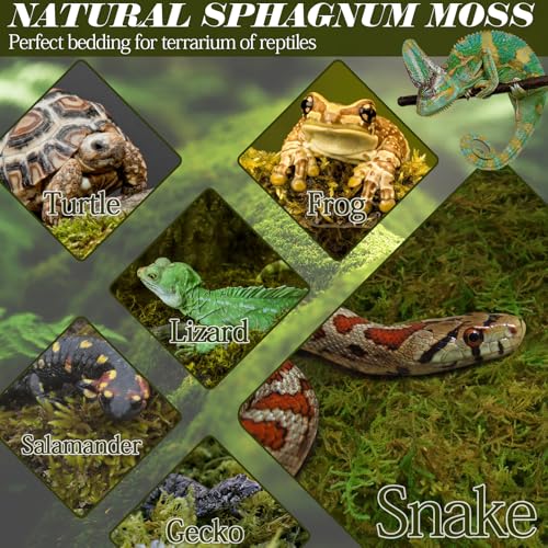 1.1 lb Premium Sphagnum Moss for Reptiles | 25 qt Green Natural Reptile Moss Bedding, Long Fiber Reptile Moss for Leopards, Geckos, Snakes, Turtles, Frogs - color: 1.1lb