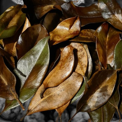 Magnolia Leaf Litter, 55-60 Small 3' - 6" Premium Whole Natural Organic Hand Picked Leaves for Bioactive Enclosures, Reptiles, Amphibians, Terrariums