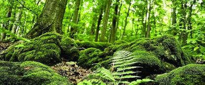 Galápagos (05421) Terrarium Cling | Hi-Resolution Aquarium & Reptile Tank Backdrop | Static Vinyl Clings for Bearded Dragon, Gecko, Turtle, Snake, and Lizard Enclosures, 15" x 36", Forest - color: Forest
