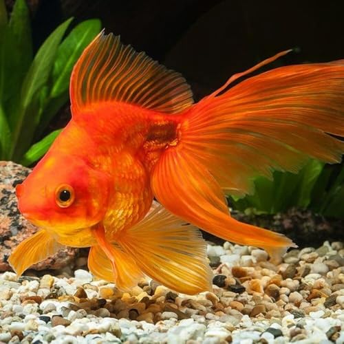 Ultra Intense Color Enhancing with a 10-Day Color Change, 1.5mm - 2mm Floating Pellets for Cichlids, Discus, All Baby and Small Tropical Fish & Pond Fish…8oz Jar