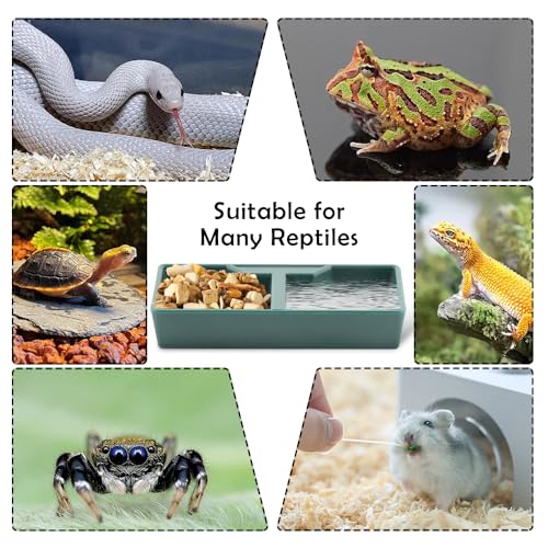 10 Pack Reptile Food and Water Bowl Set with 2 Compartments Feeding Tray for Lizards Geckos Frogs Turtles and Hermit Crabs (Green)