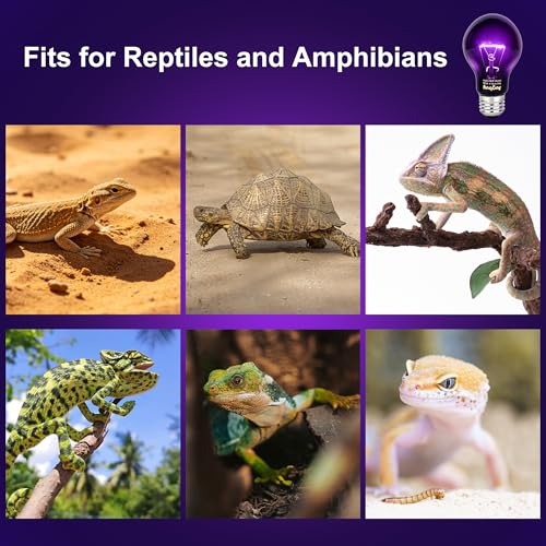 Reptile Night Heat Bulb, 100W Heating Lamp Bulbs Without UVA for Bearded Dragon, Lizard, Snake, Turtle, Chameleon - 2 Pack