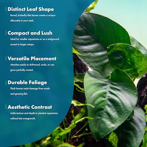 Anubias Live Aquarium Plants - Potted Freshwater Plant for Fish Tanks, Terrariums - Beginner Friendly Low Light (Barteri Butterfly, 3 Pots) - color: Barteri Butterfly, size: 3 Pots