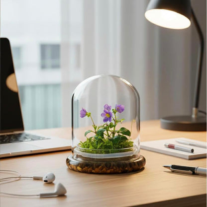 Award Winning: Persian Violet with Sundew Moss - Live Flower Terrarium in Self Sustaining Glass Jar, Maintenance Free and Blooms All-Season, Great Unique Gift and Home Decor, 100% Growth Guarantee