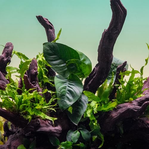 Anubias Live Aquarium Plants - Potted Freshwater Plant for Fish Tanks, Terrariums - Beginner Friendly Low Light (Barteri Butterfly, 3 Pots) - color: Barteri Butterfly, size: 3 Pots