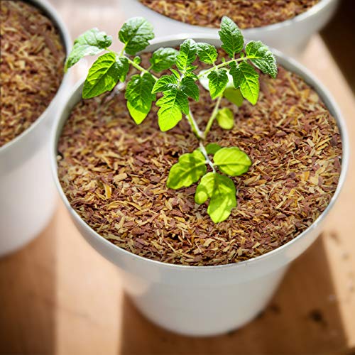 100% Natural Cedar Chips | Mulch | Great for Outdoors or Indoor Potted Plants | Dog Bedding | Pleasant Earthy Smell 4 Quarts - size: 4 Quarts