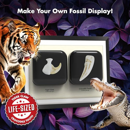 Predator Excavation Kit - Tiger vs Crocodile Fossil Dig Kit for Kids - Discover 2 Life-Sized Replicas: Tiger Claw & Crocodile Tooth - STEM Educational Science Toy for Boys & Girls Ages 6+ - size: Tiger Claw & Crocodile Tooth
