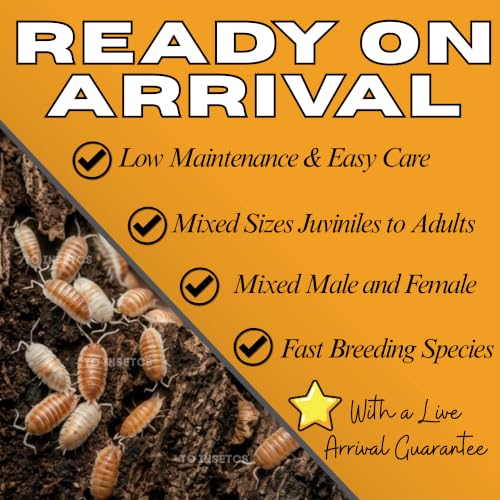 30 Powder Orange Cream Isopods | Live Cleanup Crew for Bioactive Reptile and Amphibian Habitats | Live Arrival Nationwide!