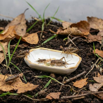 6 Pcs Ant Mini Feeding Dish Cricket Plastic Eating Basin for Ant Scorpion Cricket Snail Crab Manti Millipede Small Insects