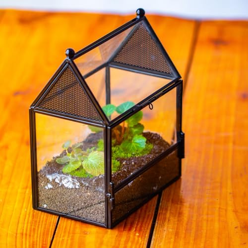 NCYP Small Glass Enclosure with Mesh for Jumping Spiders - 5.8" x 3.8" x 7" Micro House Shaped Small Spiders Vented Glass Terrarium, Home Decor Black (Glass Terrarium Only) - size: 5.8" x 3.8" x 7"
