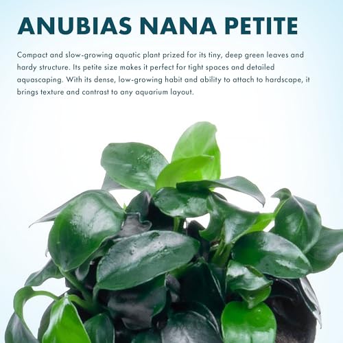 Anubias Live Aquarium Plants - Potted Freshwater Plant for Fish Tanks, Terrariums - Beginner Friendly Low Light (Nana Petite, 3 Pots) - color: Nana Petite, size: 3 Pots