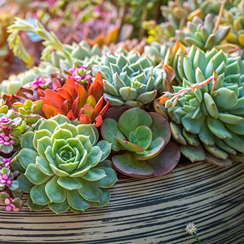 Back to the Roots 100% Organic Succulent & Cacti Mix (6 Quart) | Made in the USA | Premium Nutrition for Indoor and Outdoor Plants - size: 6 Quart, style: Suculent & Catcti Blend