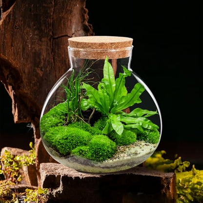 NUOBESTY Glass Terrarium Jar with Cork Lid (No Plants) | 6x6.3 Inch Closed Terrarium for Succulent Moss and Fern, DIY Miniature Desktop Garden for Home & Office Decor