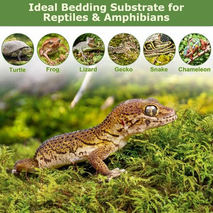 2.6LB Sphagnum Moss for Plants, 50QT Natural Long Fiber Orchid Moss | Drainage & Moisture Retention, Green Plant Moss for Orchid Repotting, Carnivorous, Succulents, Reptile Bedding & Terrariums - size: 2.6LB