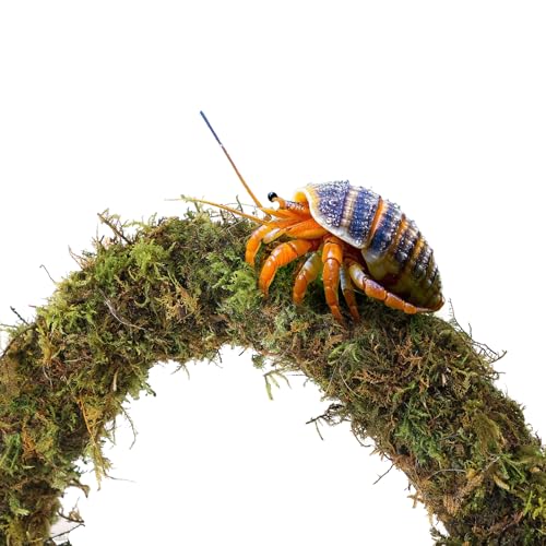 Mechpia Hermit Crab Accessories, Hermit Crab Climbing Toys Bendable Bridge Coconut Shell Hideout Hut Plants for Reptile Amphibians Supplies