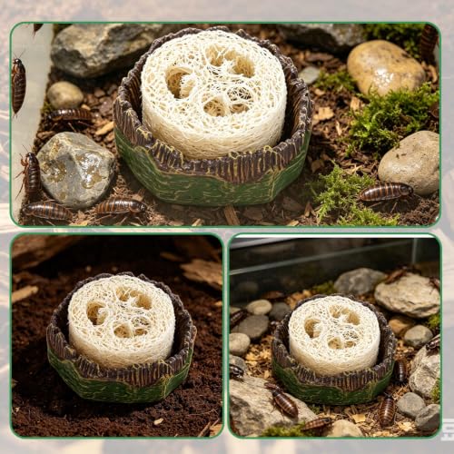 NQEUEPN Cockroach Water Basin & 3 Loofah, Reptile Container Supplies | Cockroach Water Basin with Luffa Set Durable Reptile Live Habitat Supplies for Crickets Springtails Isopods