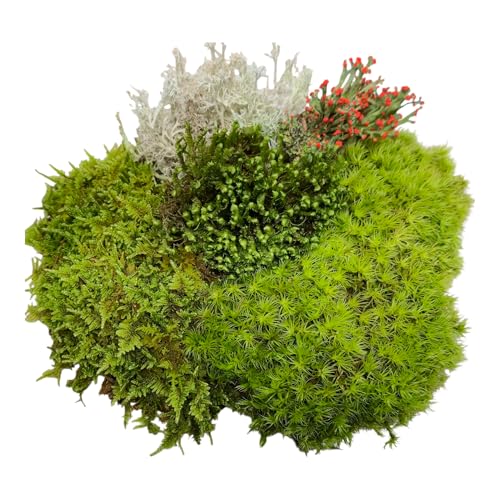 Super Fairy Garden Assortment Moss and Lichen for Terrarium, 6"x9" Bag