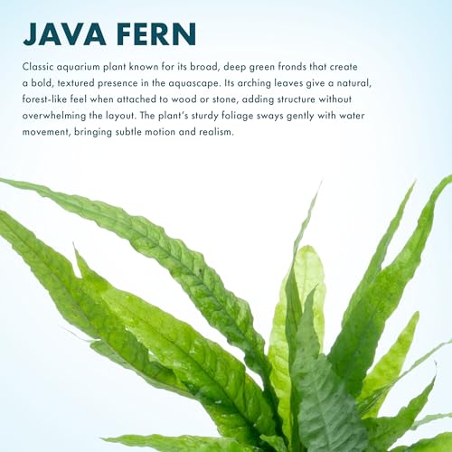Java Fern Live Aquarium Plants - Potted Freshwater Plant for Fish Tanks - Beginner Friendly, Low Light (Java Fern, 1 Pot) - color: Java Fern, size: Pot - 1 Count