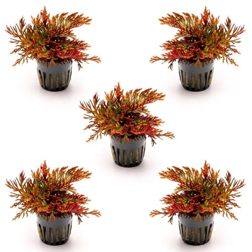 Live Terrarium Plants - Spikey Moss for Terrariums, Paludariums - Easy, Beginner Friendly (Selaginella Erythropus Ruby Red Club Moss, (5 Pots)) - color: Selaginella Erythropus Red, size: Pot - 5 Pack